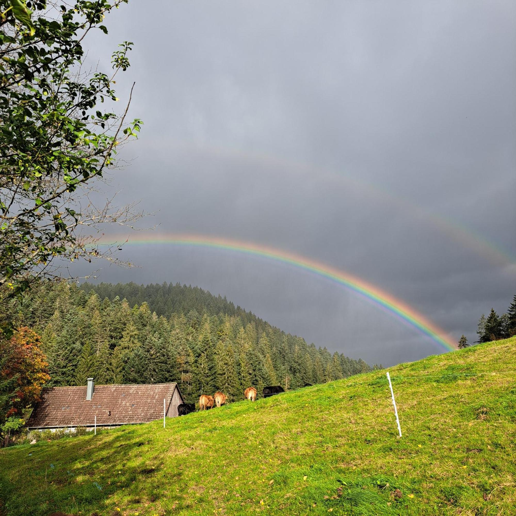 Ferienhaus Schwarzwald Seewald Erzgrube Badesee 100% Natur Екстериор снимка