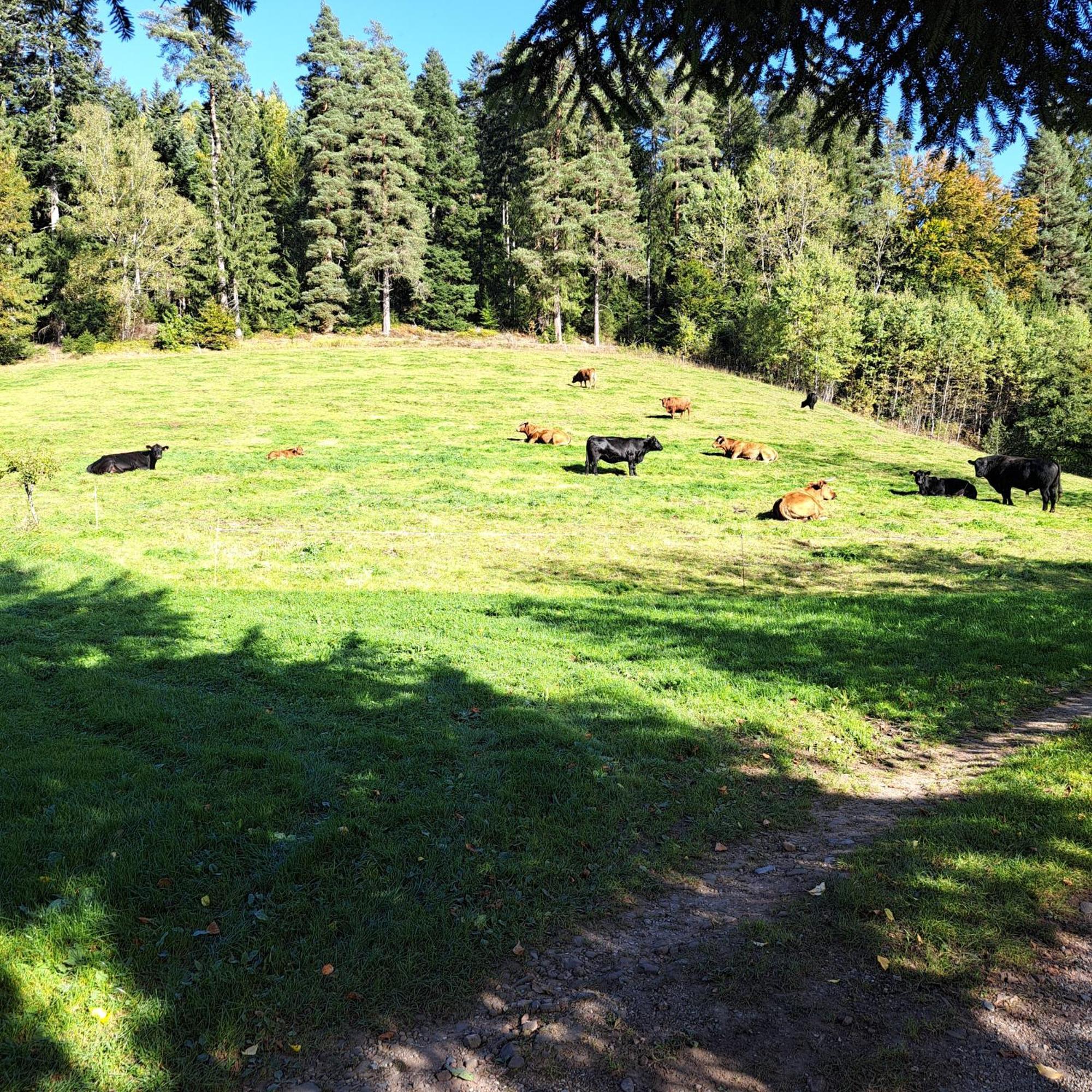 Ferienhaus Schwarzwald Seewald Erzgrube Badesee 100% Natur Екстериор снимка